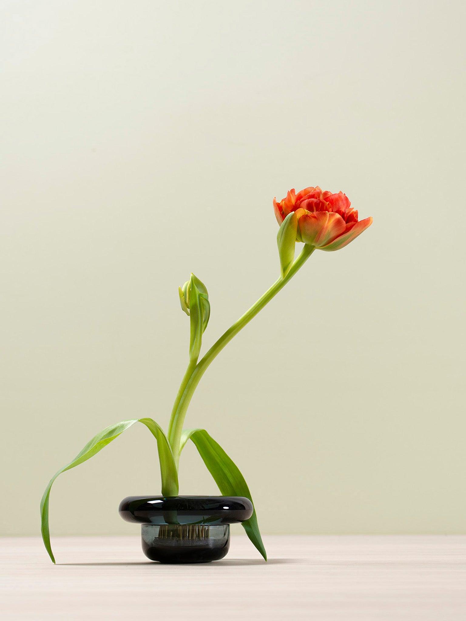 Sirkel glasskål med blomst og grønne stilker i mørk utførelse